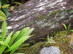 Hout, hout, hout