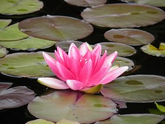 Waterlillie