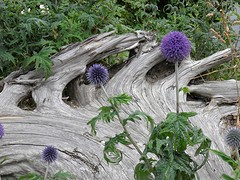 ... natuur in het park ...