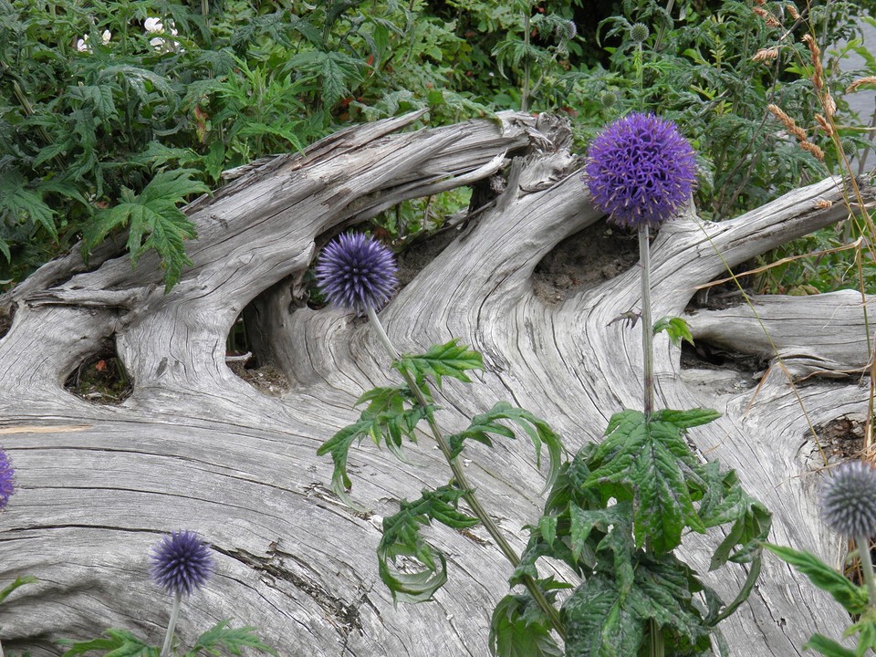 ... natuur in het park ...