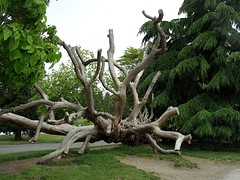 ... kunst of natuur ...