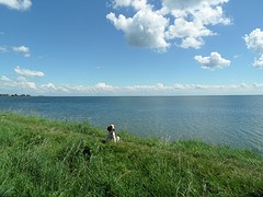 ... Deense dog aan de lijn ...
