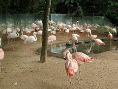... roze en witte flamingo's ...
