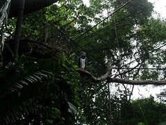 ... rainforest ...