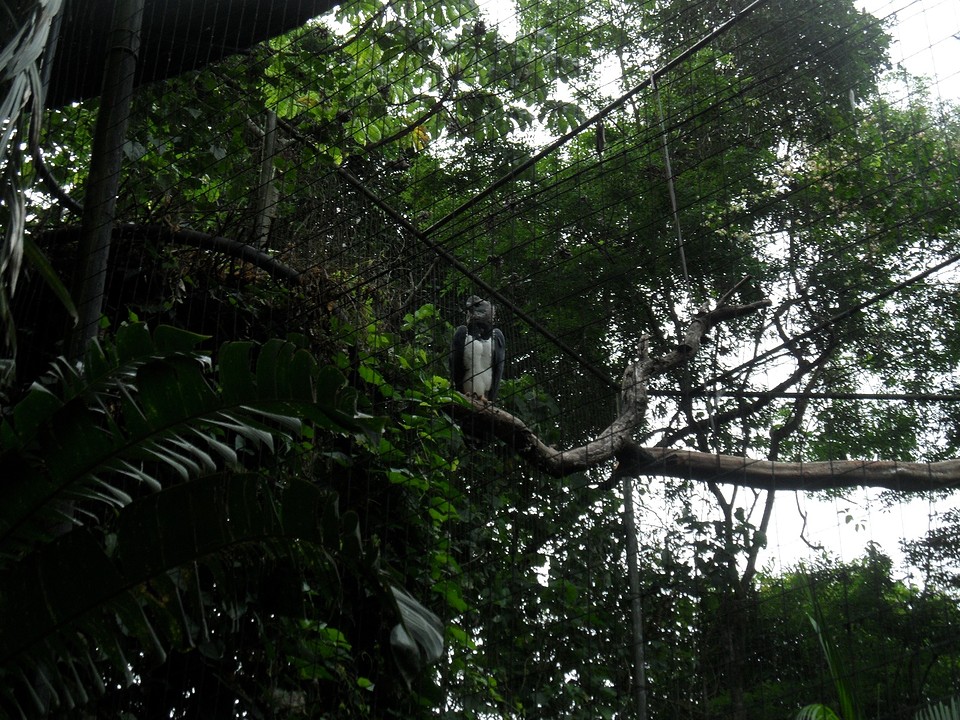 ... rainforest ...