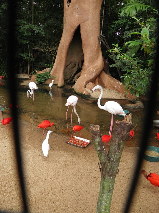 ... rood en wit ...