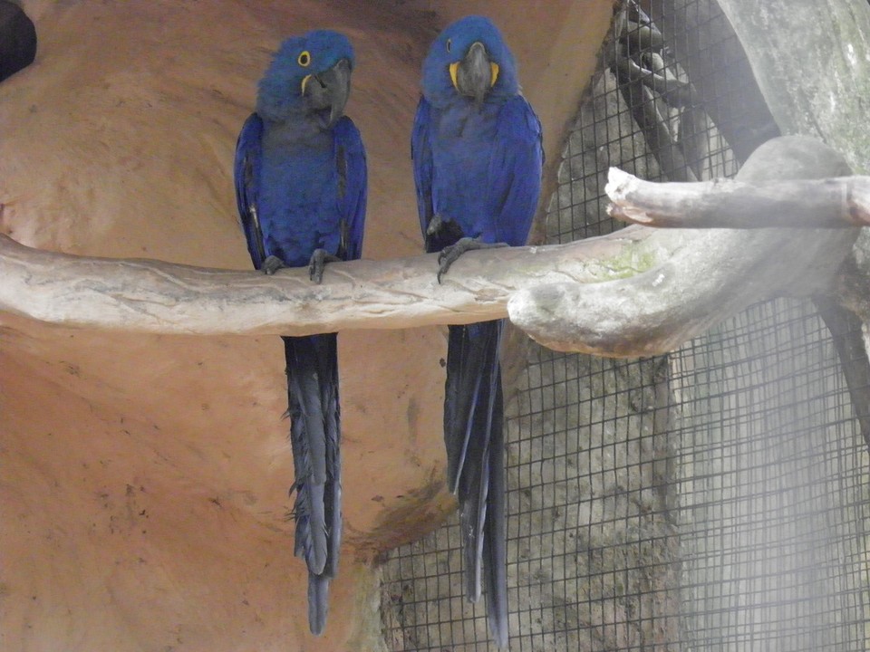 ... schitterend blauw ...