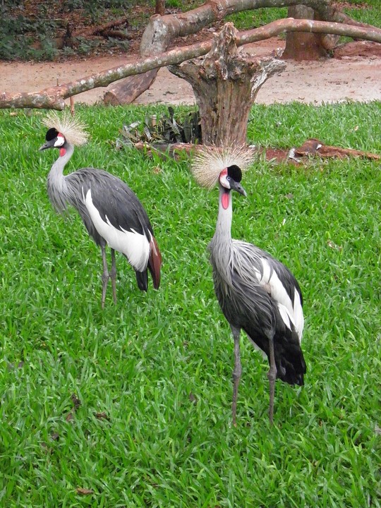 ... lijken wel reigers ...