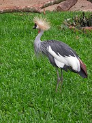 ... punk-reiger? ...