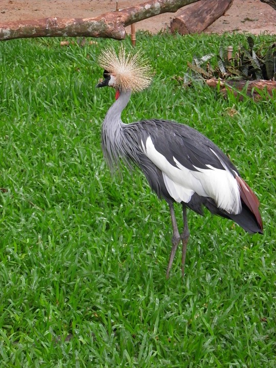 ... punk-reiger? ...