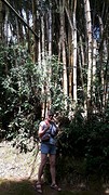 ... jungle-bos ...