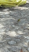 ... vogeltje ...