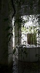 ... als een jungle ...