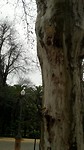 ... daar bij die bomen ...