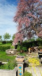 Trotse Tamarisk