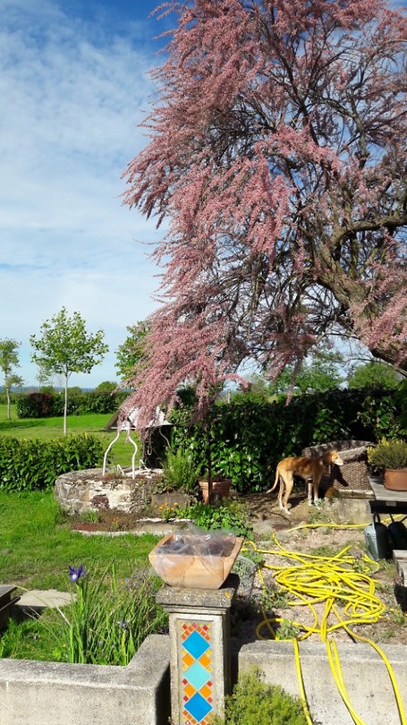Tamarisk in volle glorie