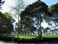 Theeplantage Malabar