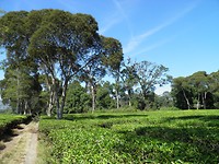 1.200 hectare
