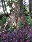 Prachtige bloemen en bomen