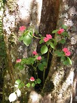 Flora fantastica