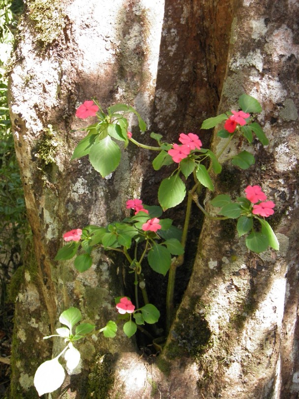 Flora fantastica