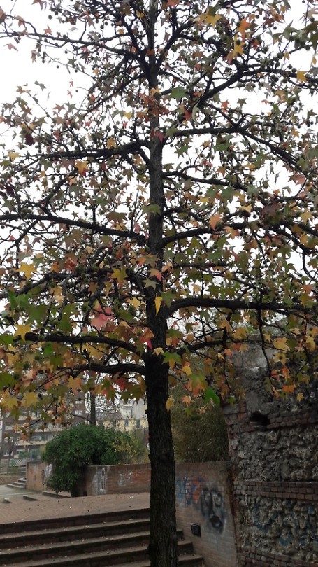 ... stad met groen ...