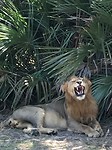 King of Lion