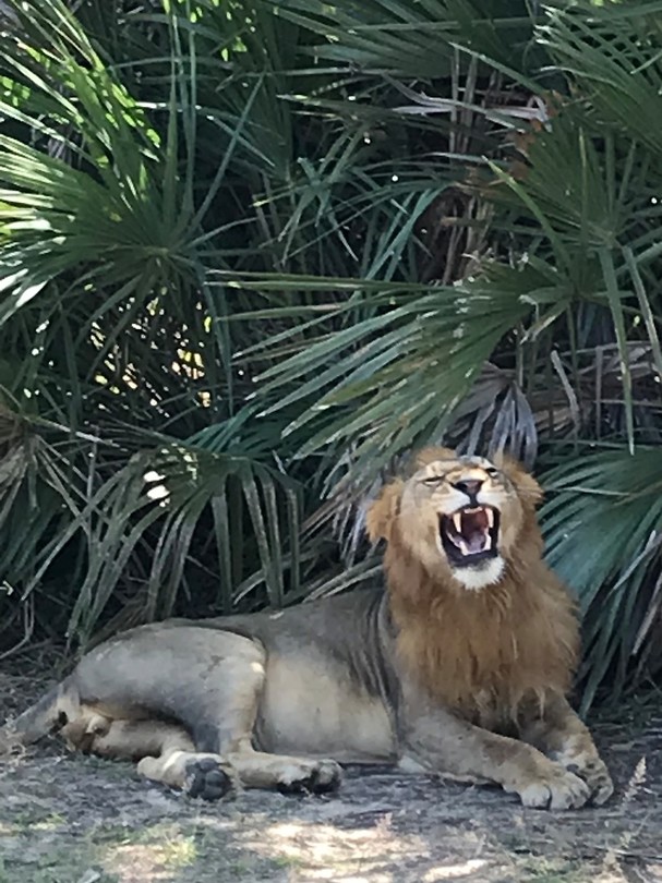 King of Lion