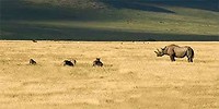 Neushoorns