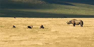 Neushoorns