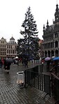 Grote Markt, Grote Boom