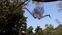 Botanische kunst
