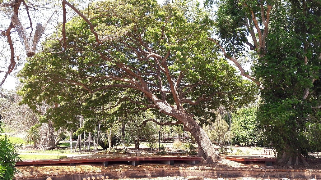Rustige botanische tuin