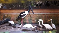 Birdlife