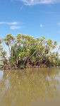 Looking for the crocs