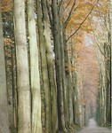 Hoge bomen in Zoniënwoud