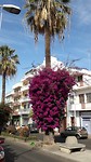 Bougainvillea