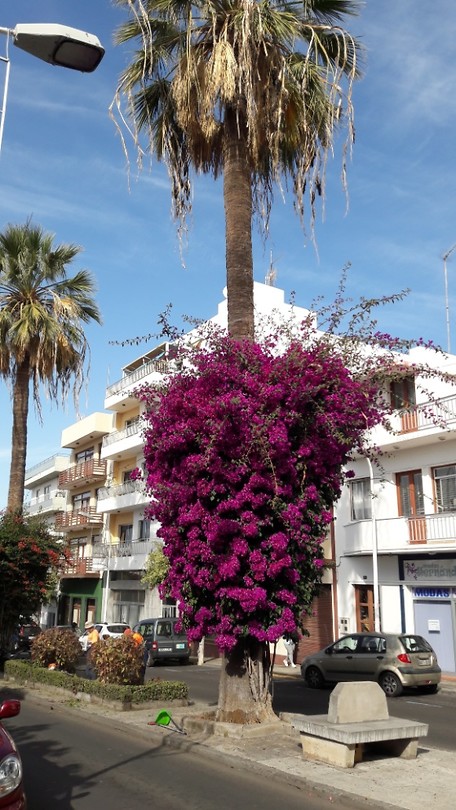 Bougainvillea