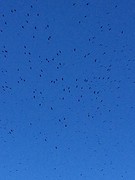 The Birds, Hitchcock
