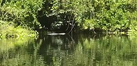 Schildpadden en jawel een alligator