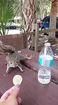 Eekhoorntje eet chippie