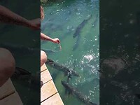 Feeding Tarpon