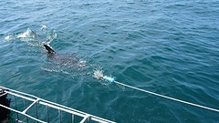 DSC00031