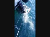Shark Cage Diven