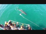Shark Cage Diven