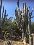 Cactussen als bomen