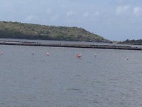 De flamingo’s