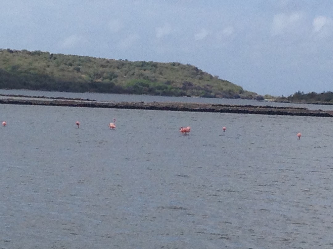 De flamingo’s
