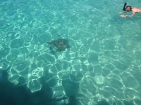 Snorkelen met schildpadden