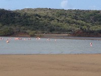 Flamingo’s onderweg